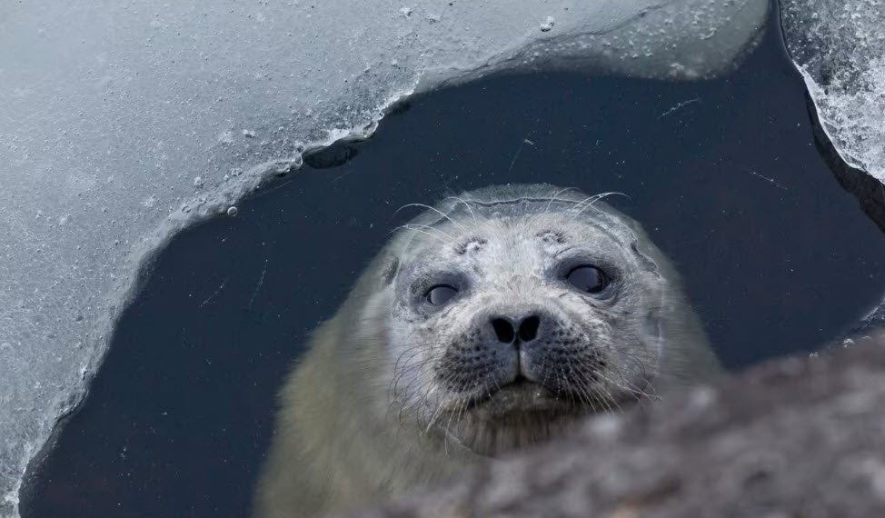 Lake Saimaa &amp; Saimaa Ringed Seals, Eastern Finland, Finland